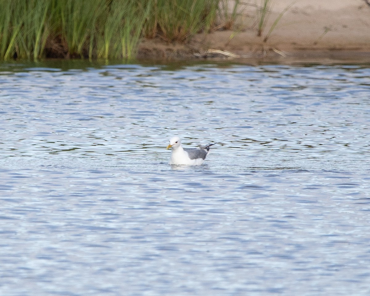 Short-billed Gull - ML639278514