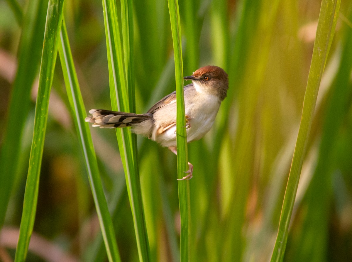 Carruthers's Cisticola - ML639278526