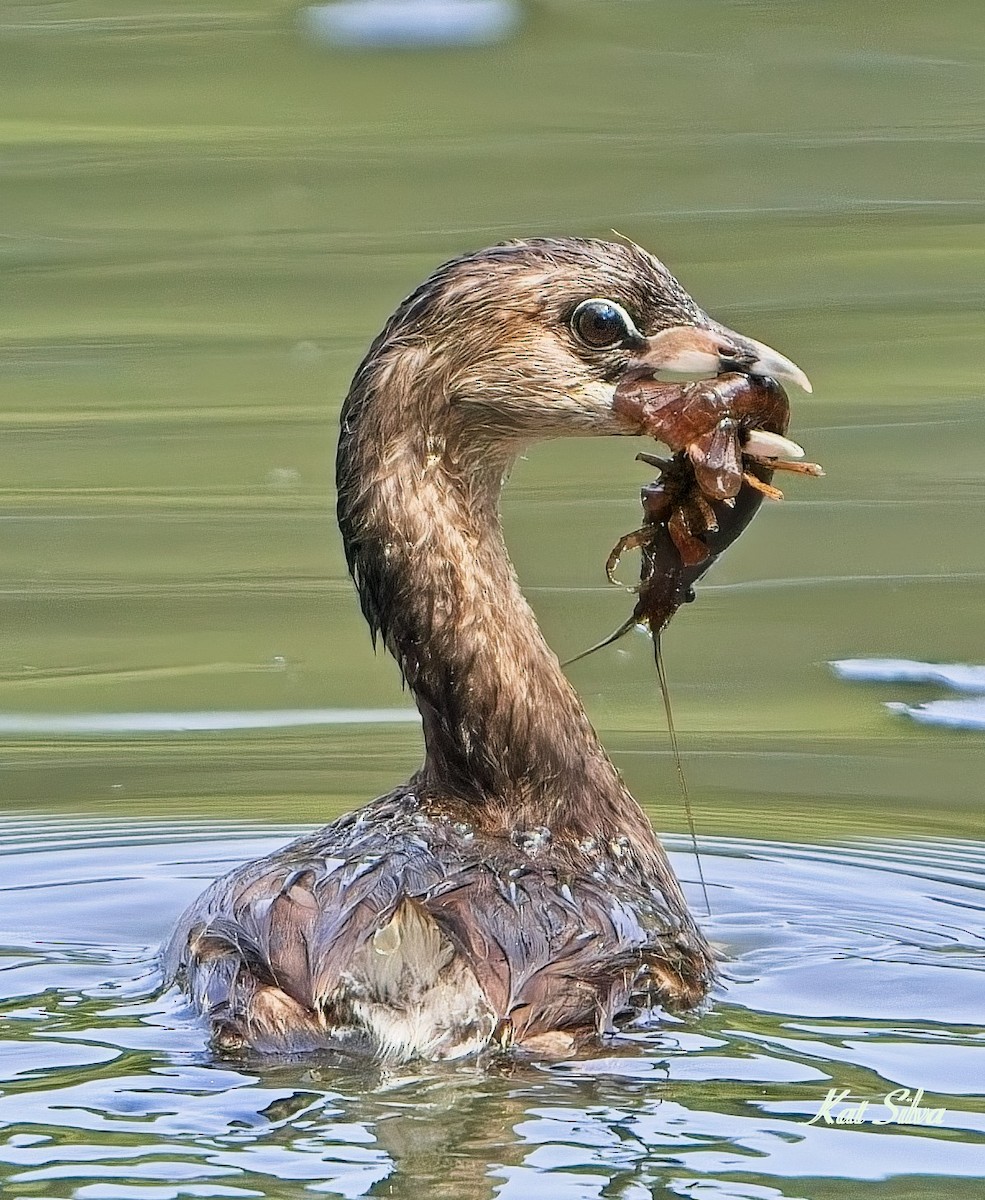 Pied-billed Grebe - ML639278555