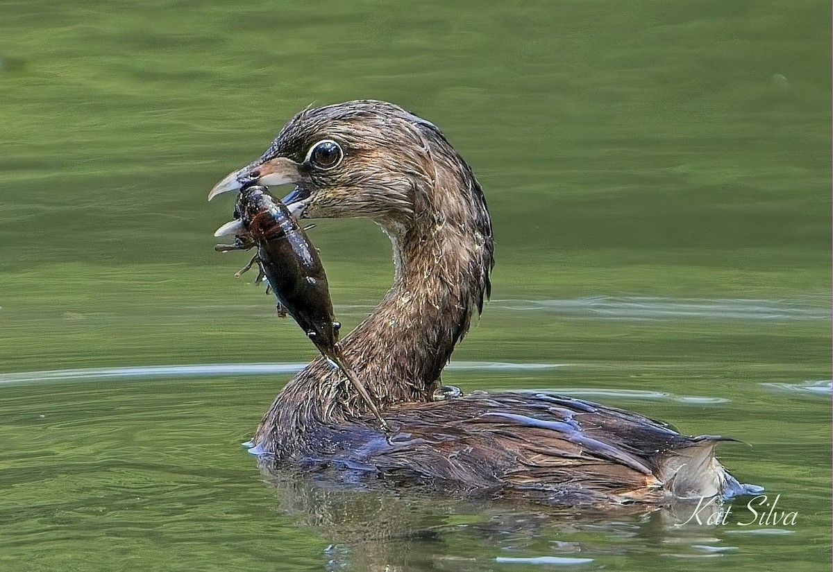 Pied-billed Grebe - ML639278556