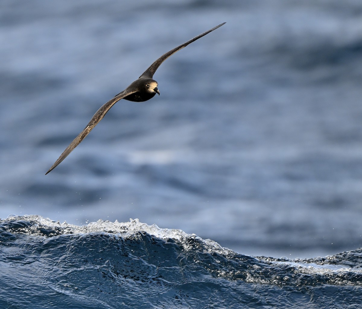 Gray-faced Petrel - ML639278563