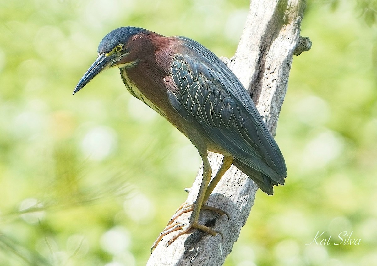 Green Heron - ML639278566