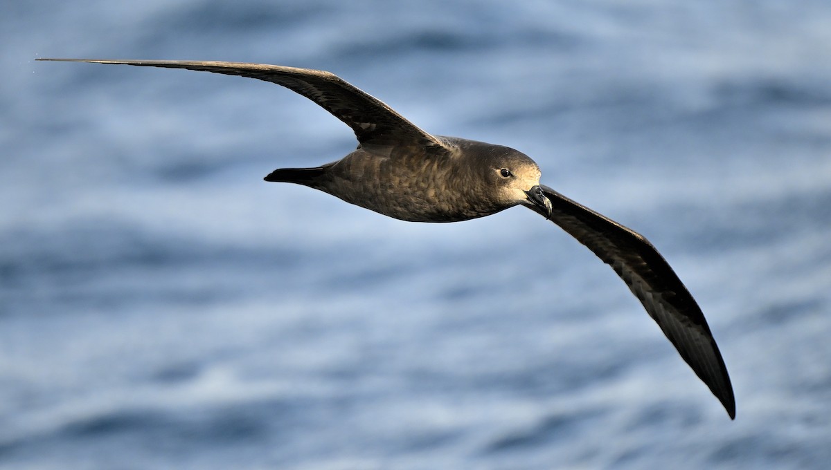 Gray-faced Petrel - ML639278568