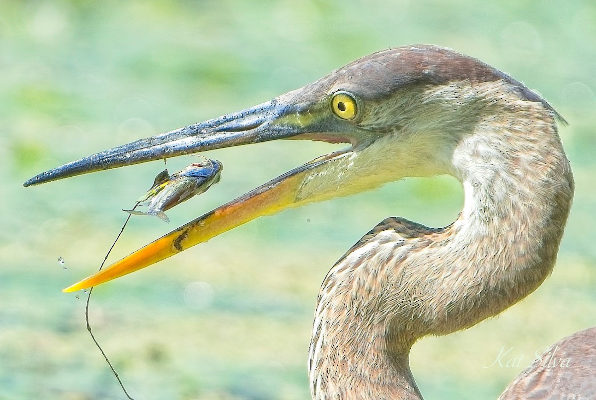 Great Blue Heron - ML639278575