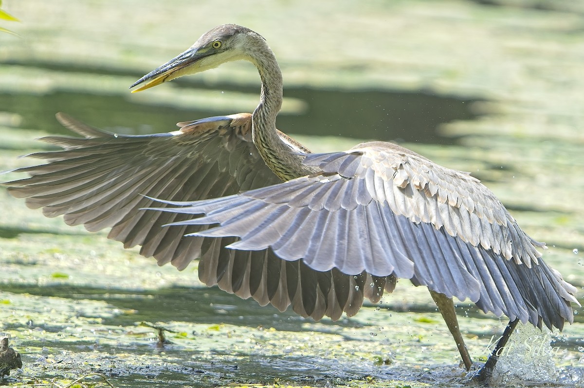 Great Blue Heron - ML639278576