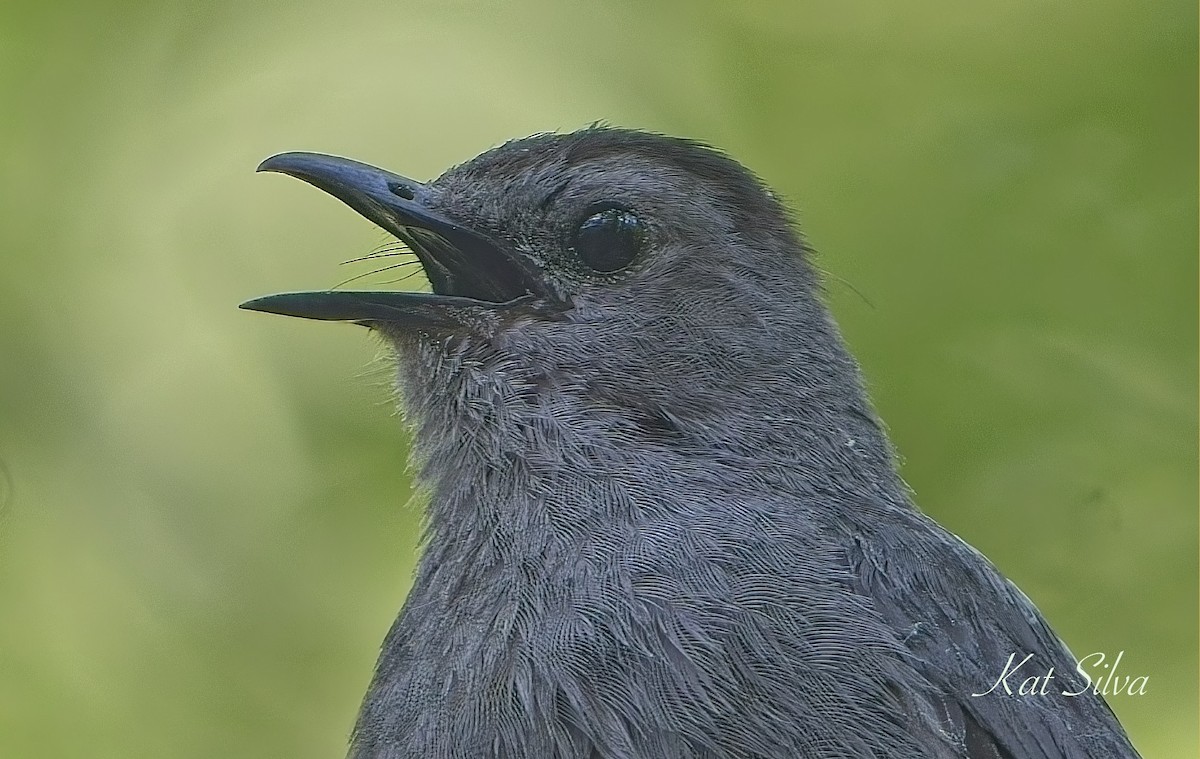 Gray Catbird - ML639278584