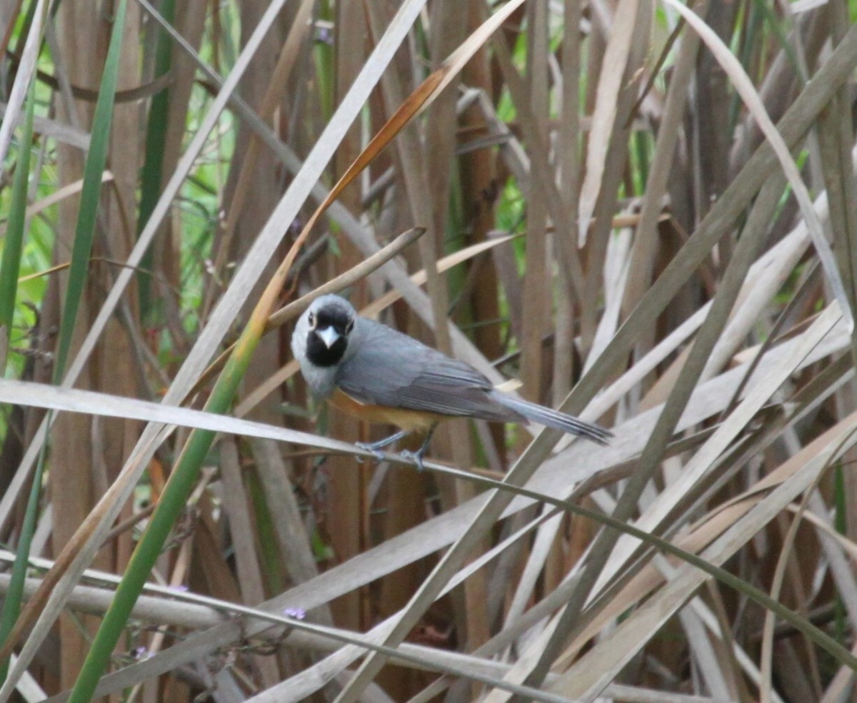 Black-faced Monarch - ML639278588