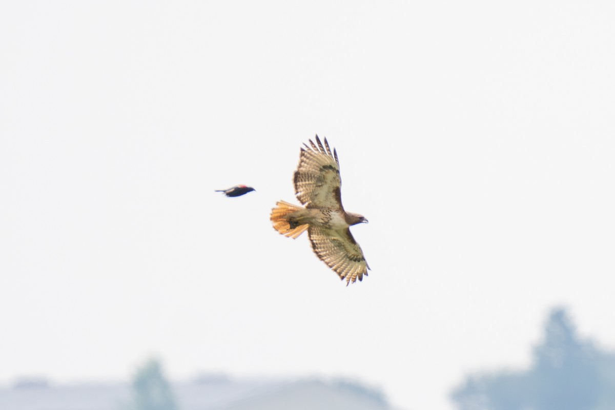 Red-tailed Hawk - ML639278590