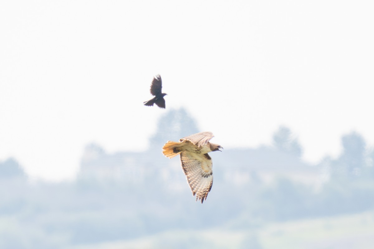 Red-tailed Hawk - ML639278591