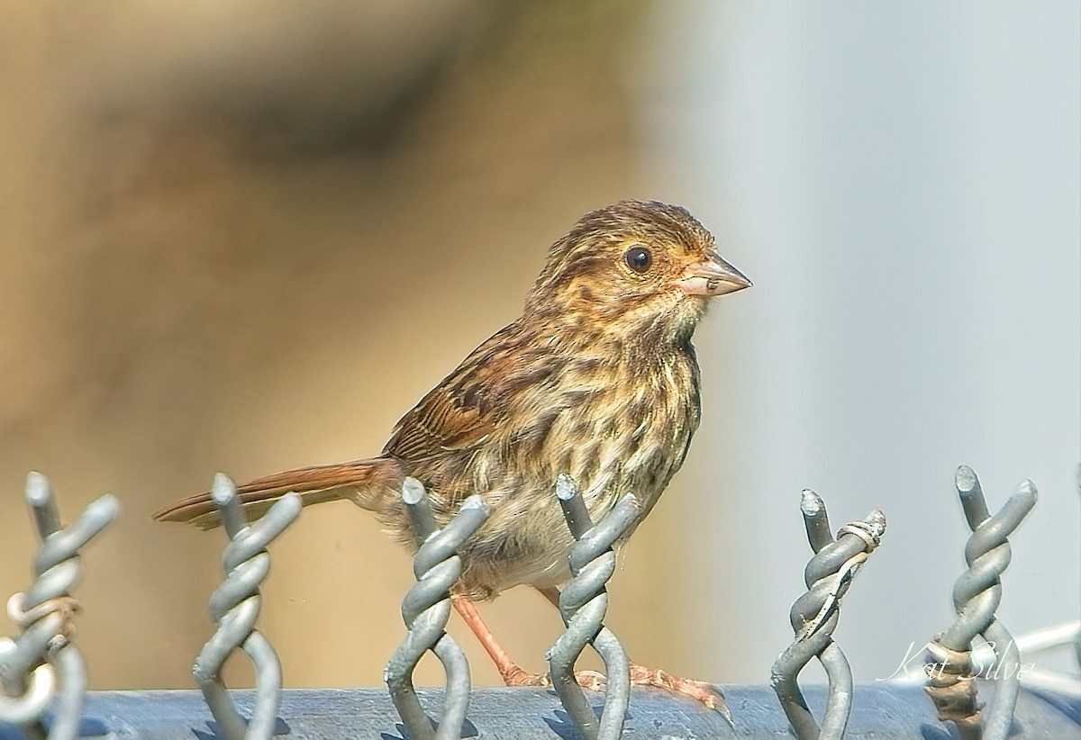 Song Sparrow - ML639278593