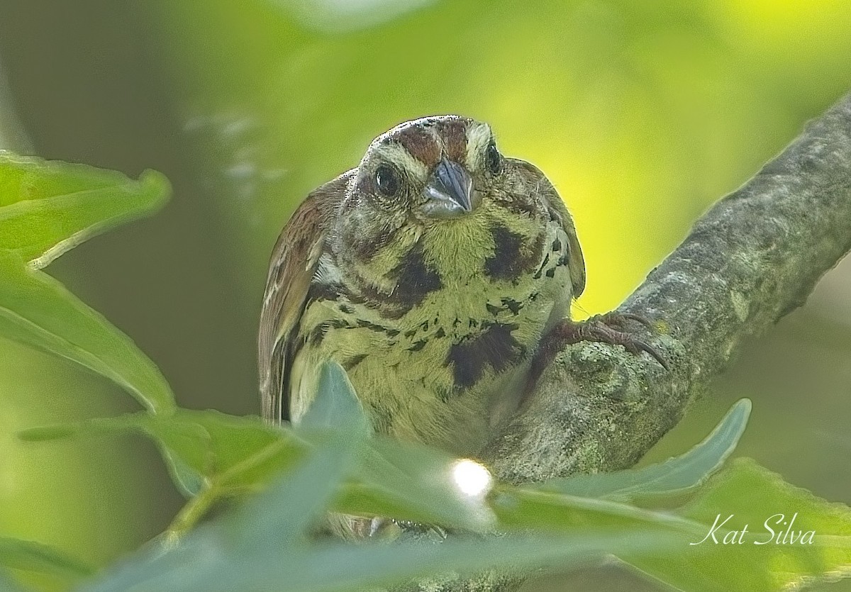 Song Sparrow - ML639278594