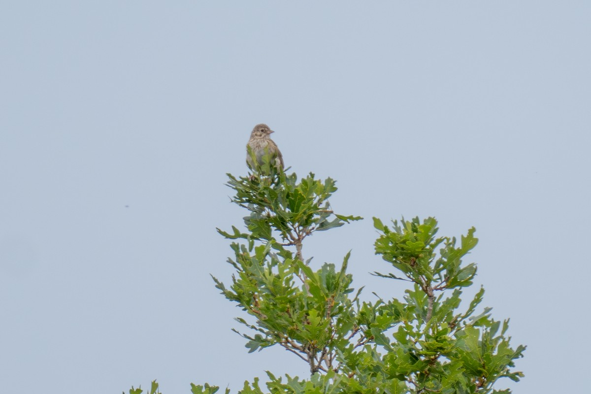 Vesper Sparrow - ML639278614