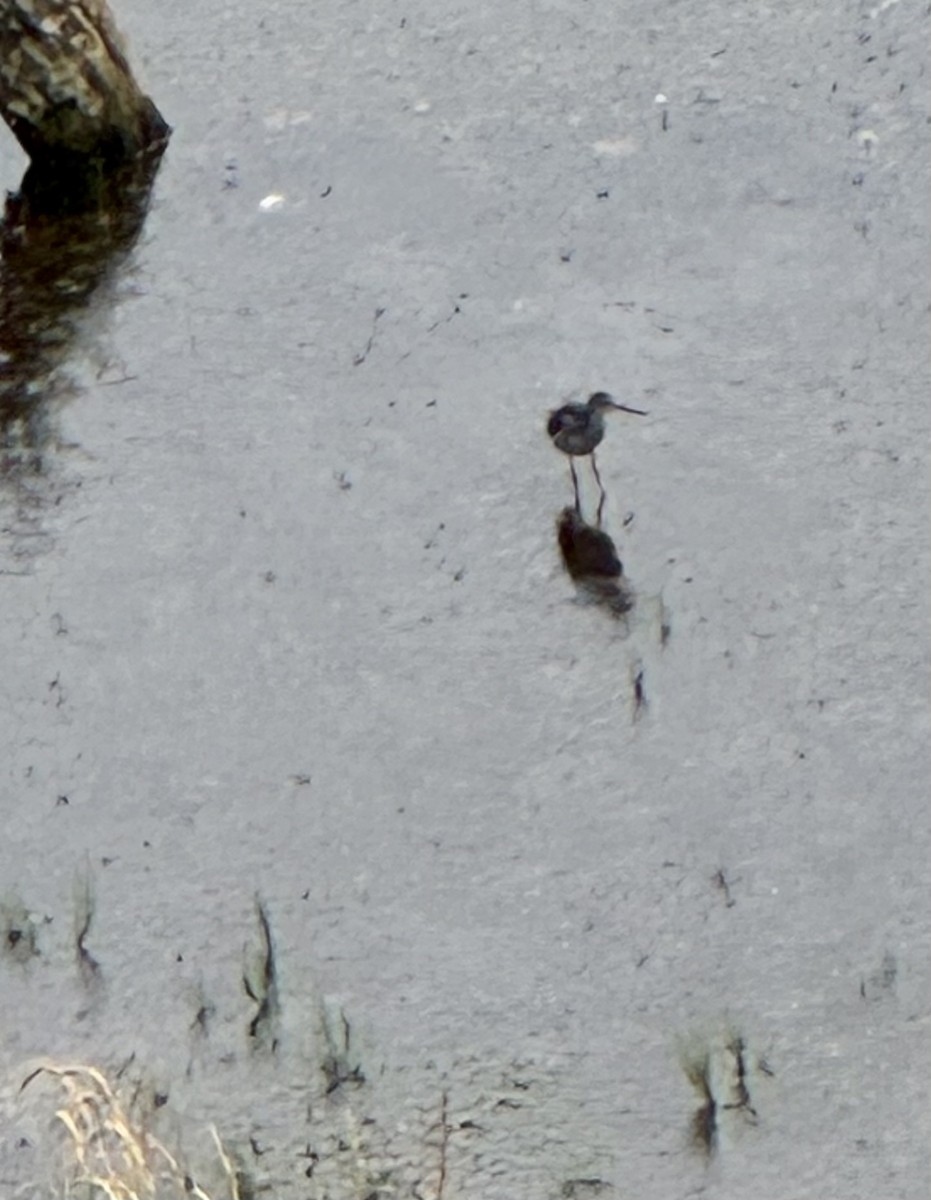 Greater Yellowlegs - ML639278627