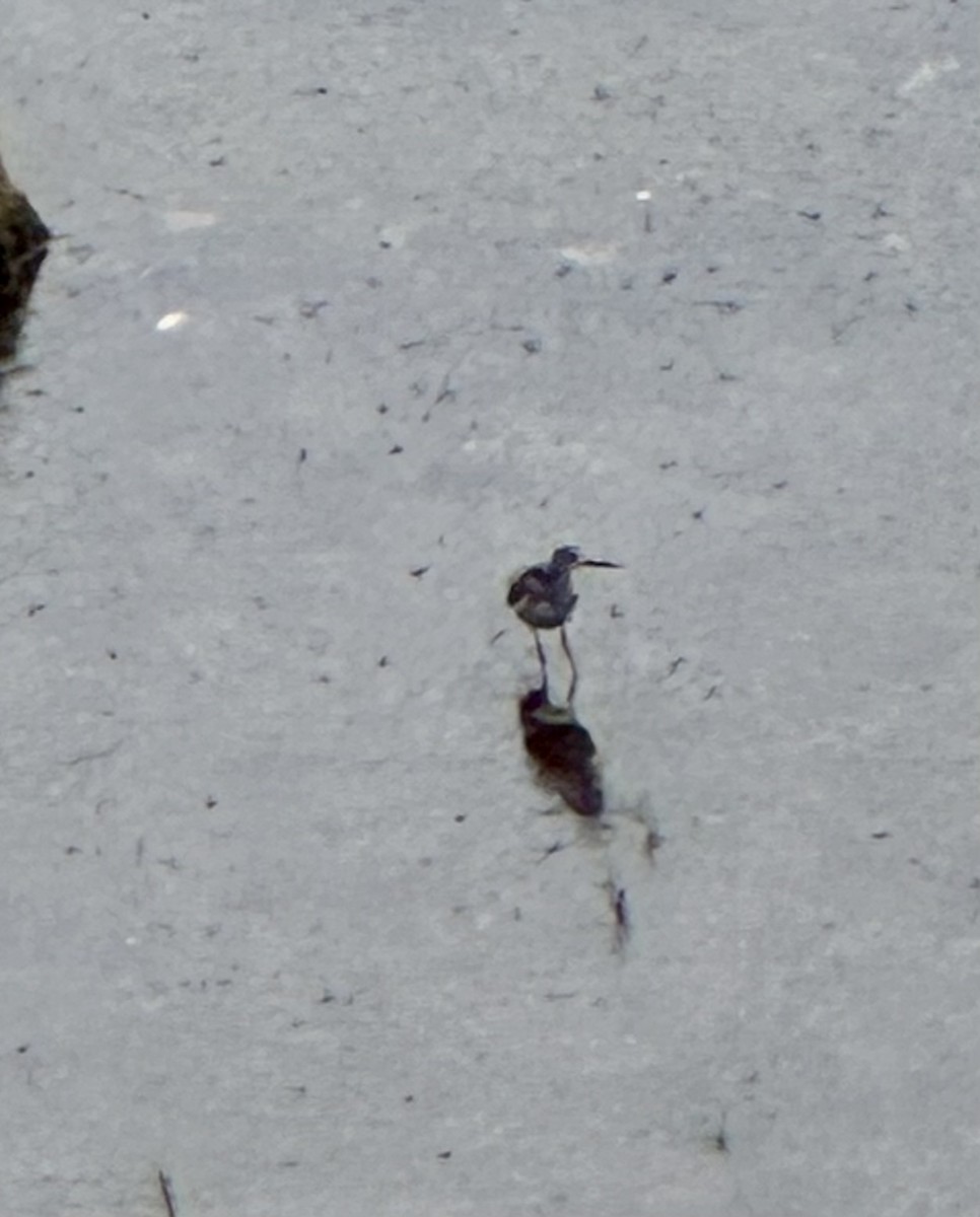 Greater Yellowlegs - ML639278628