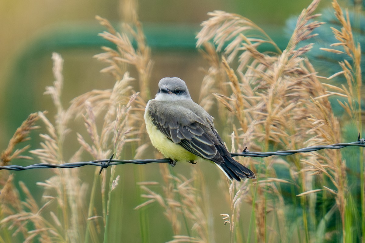 Western Kingbird - ML639278632