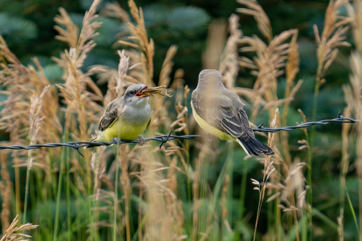 Western Kingbird - ML639278633