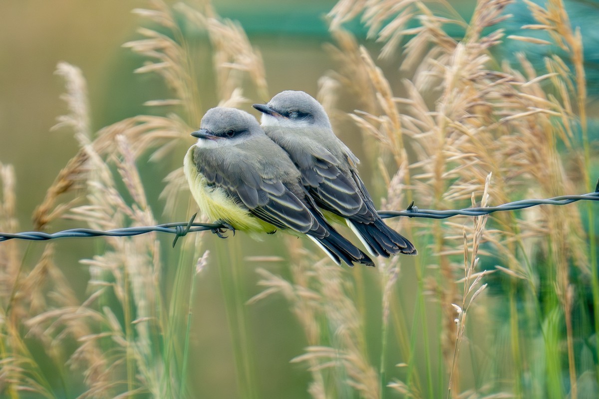 Western Kingbird - ML639278634