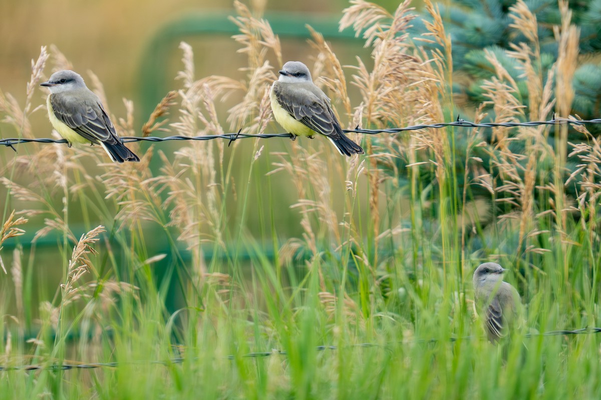 Western Kingbird - ML639278635