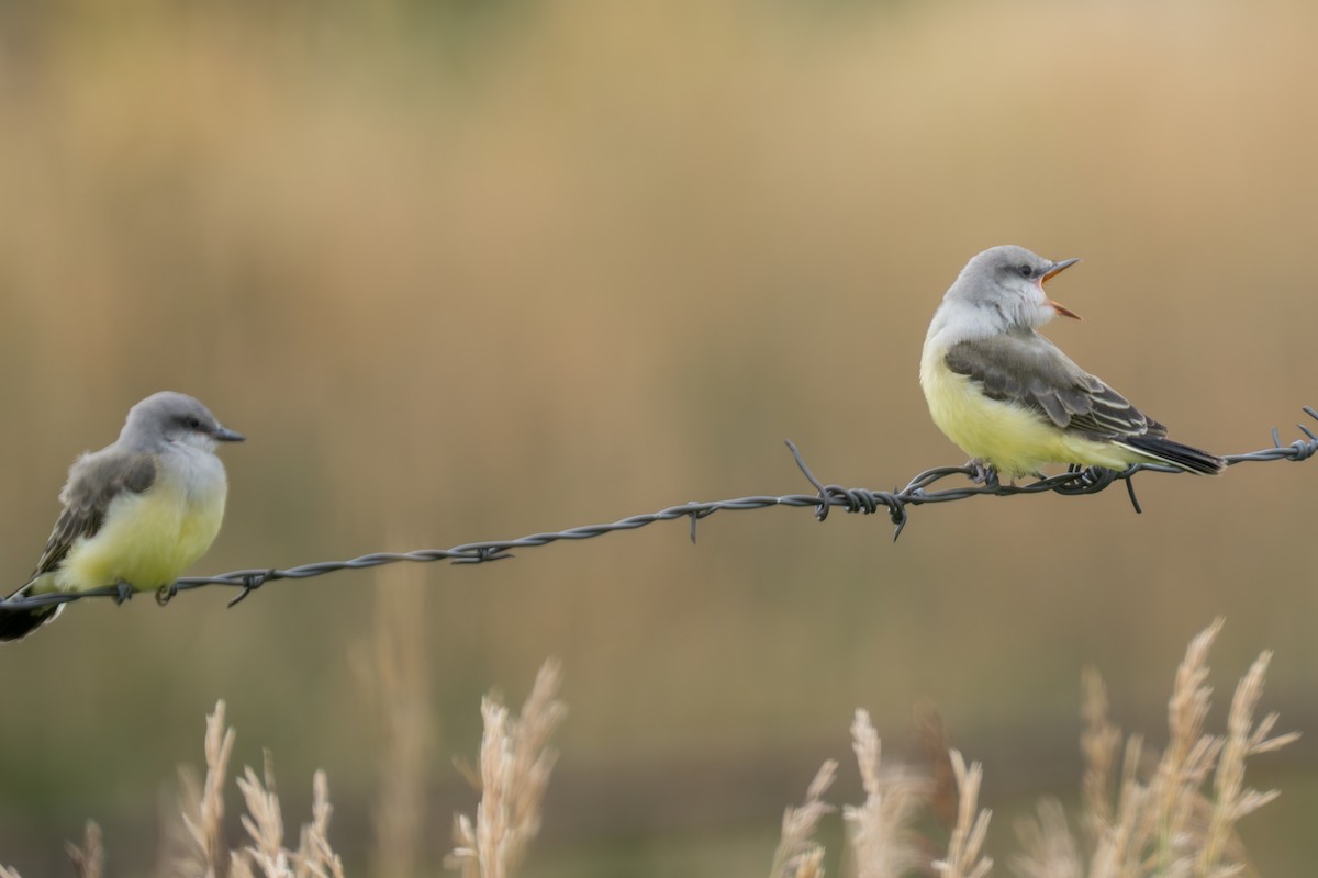 Western Kingbird - ML639278636