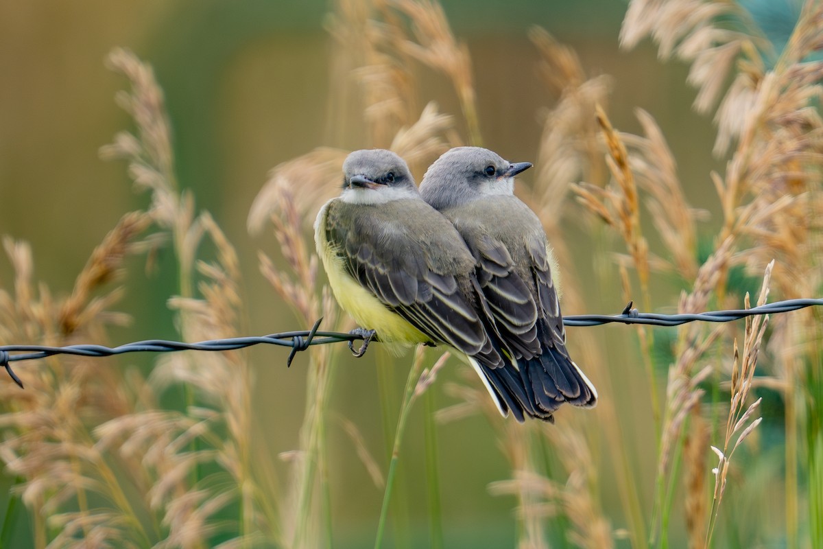 Western Kingbird - ML639278637