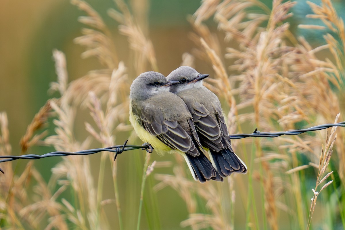 Western Kingbird - ML639278639
