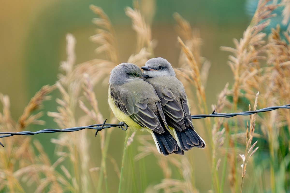 Western Kingbird - ML639278640
