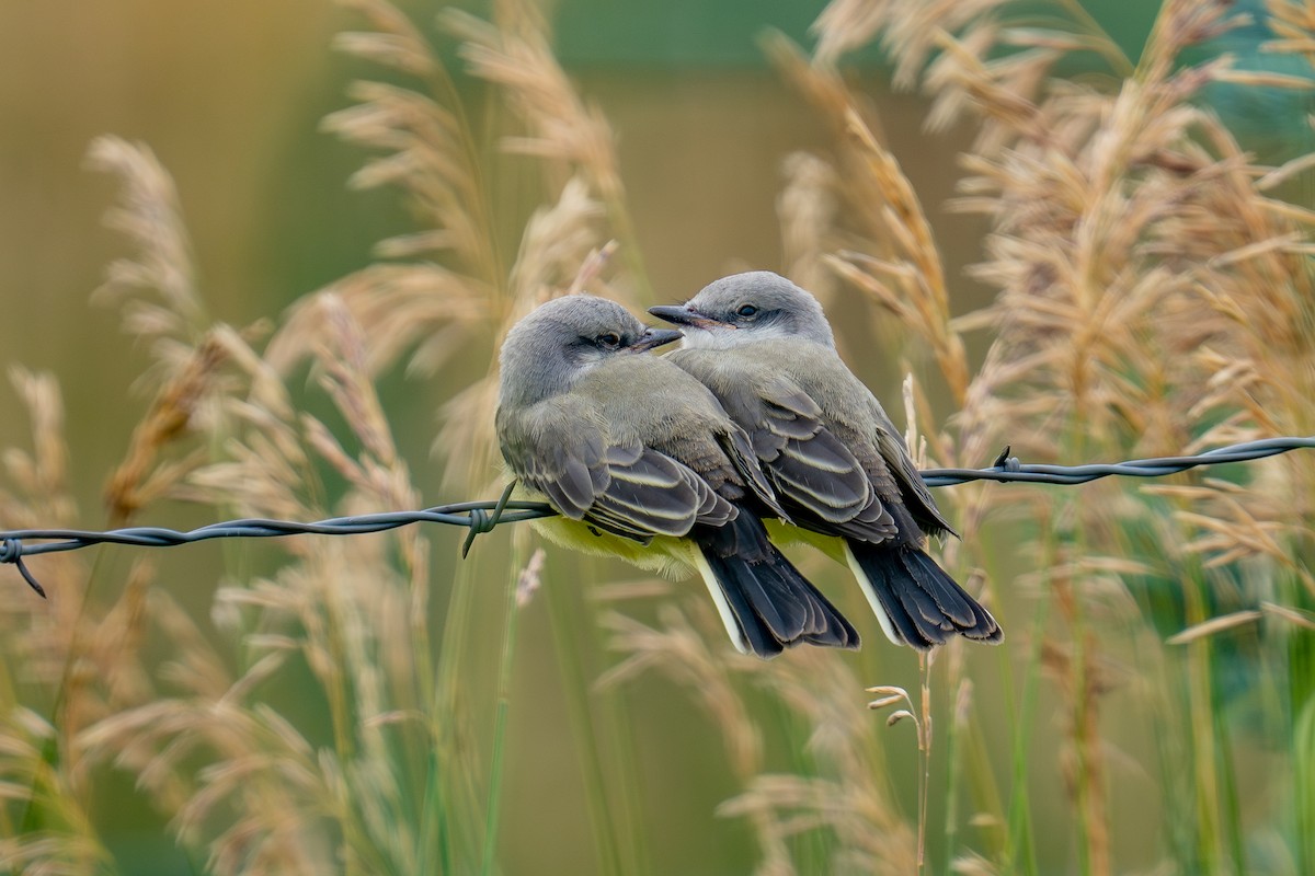 Western Kingbird - ML639278641
