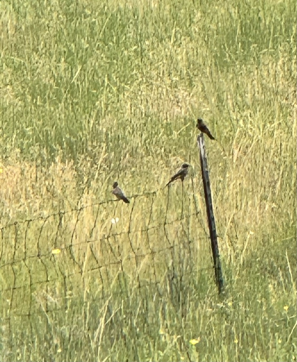 Say's Phoebe - ML639278642