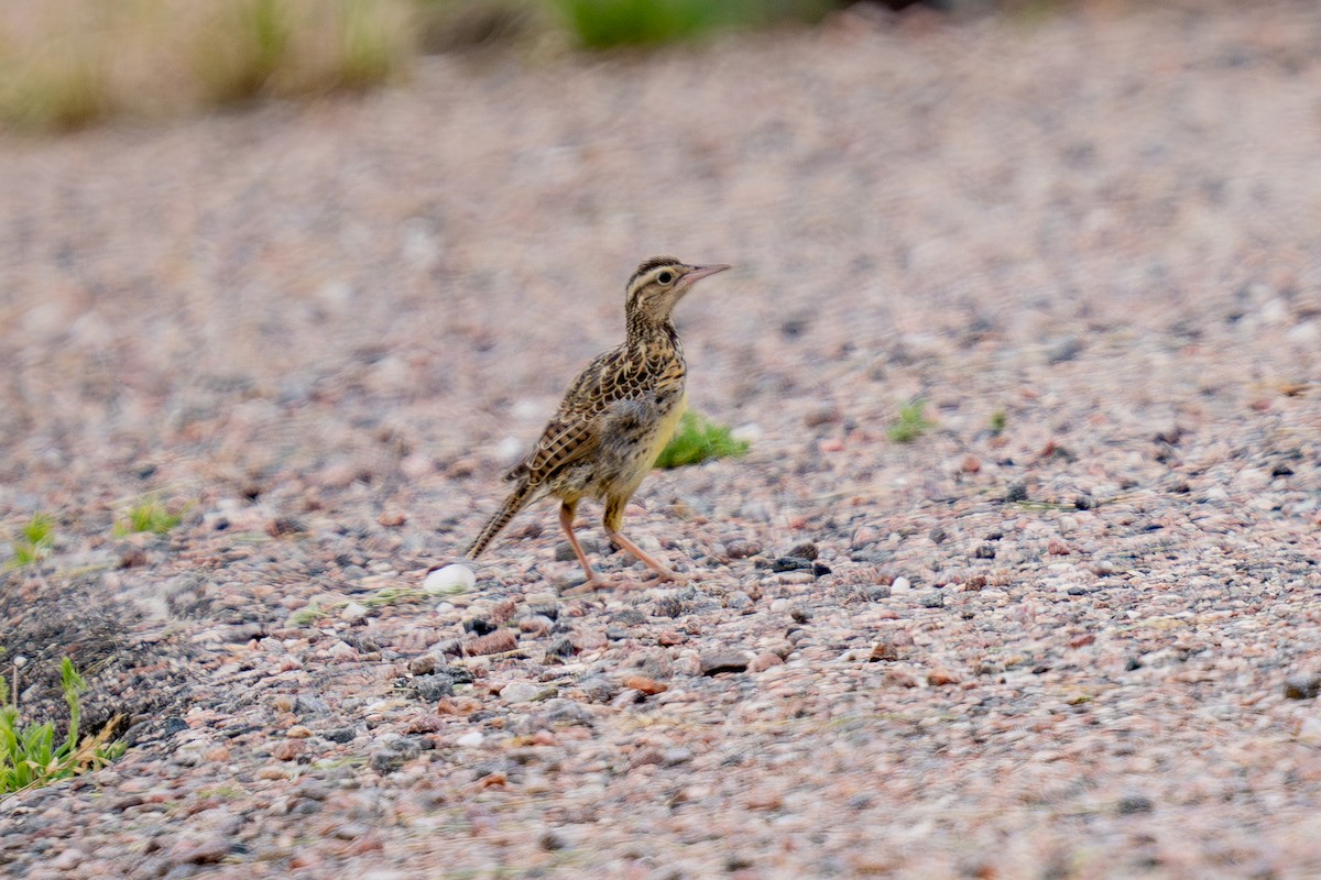 Western Meadowlark - ML639278647