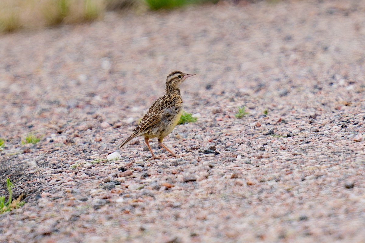 Western Meadowlark - ML639278648