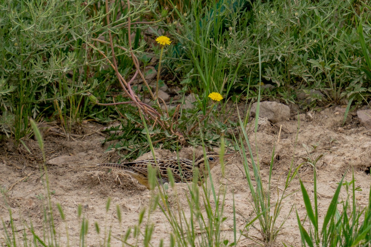 Western Meadowlark - ML639278649