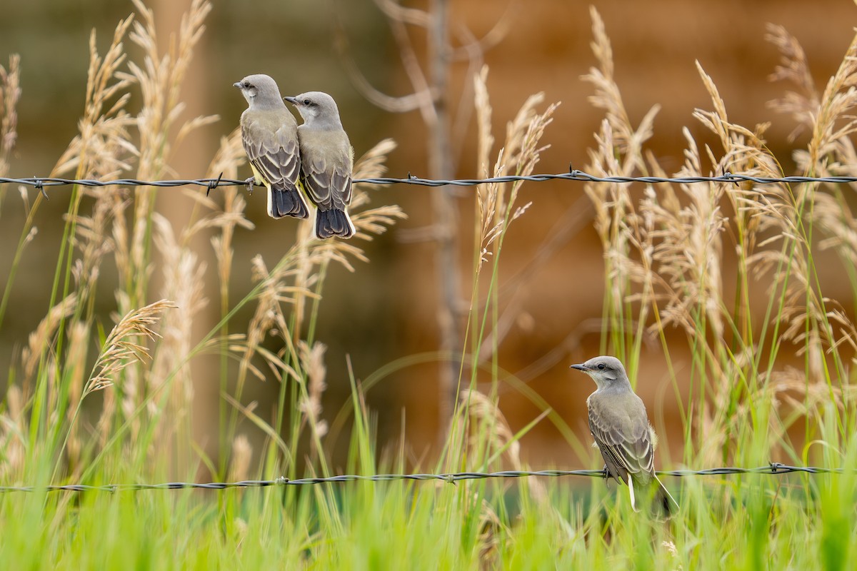 Western Kingbird - ML639278652