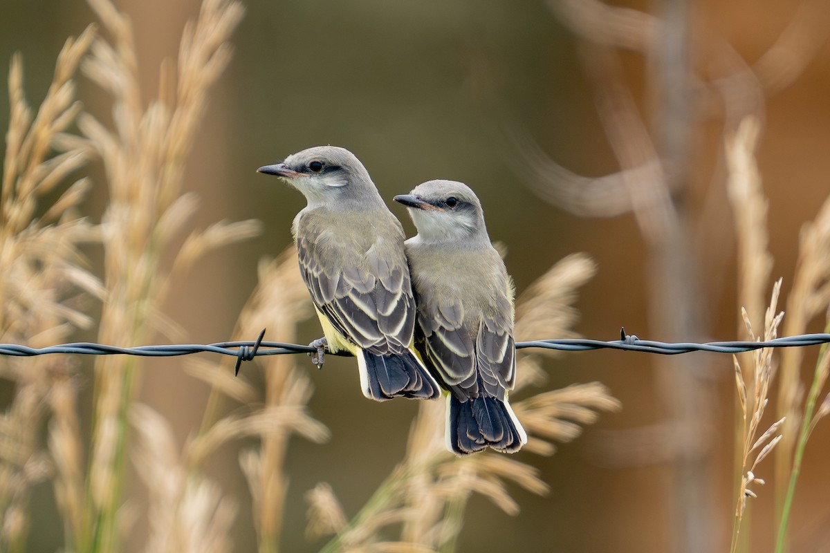 Western Kingbird - ML639278653