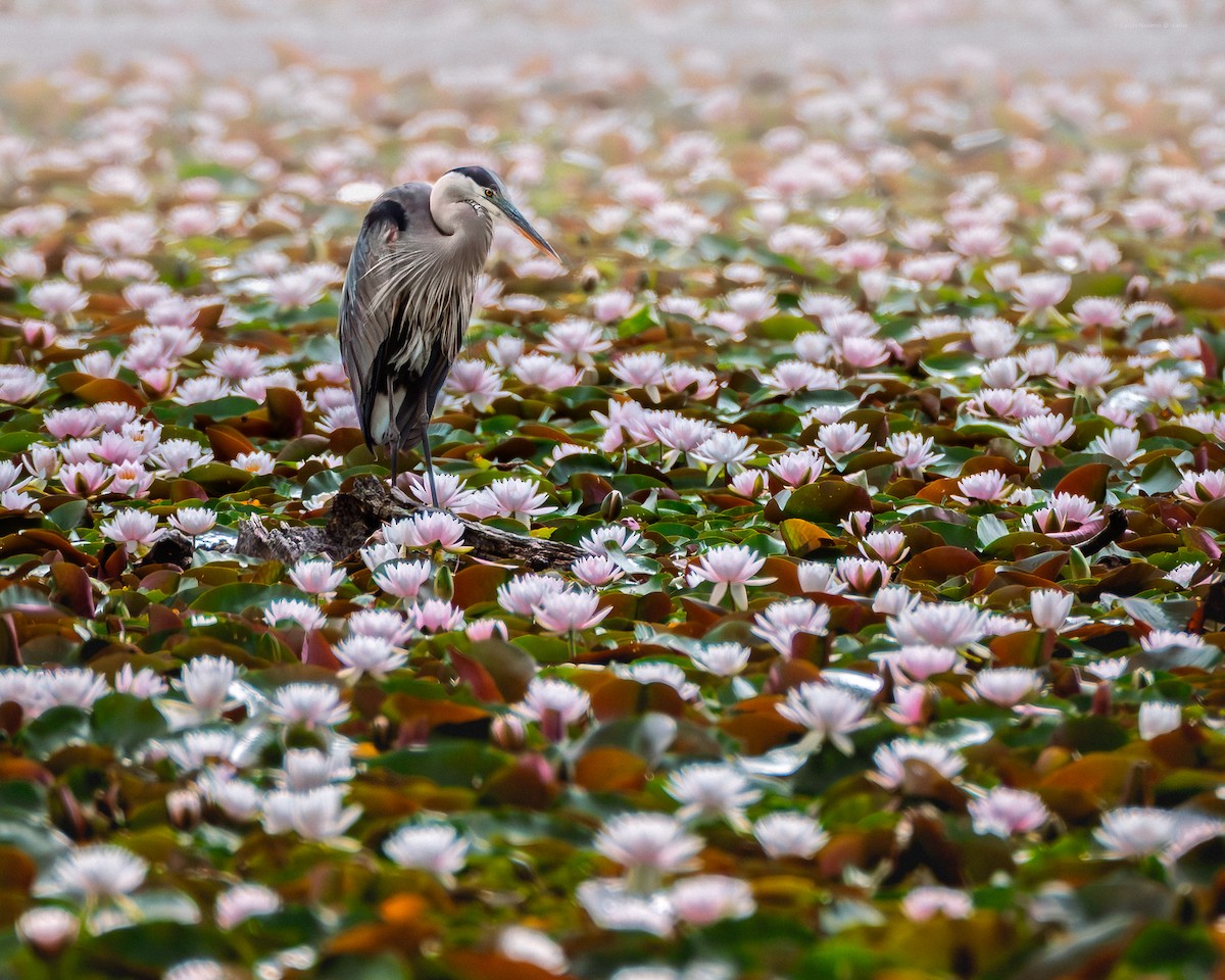 herodiashegre - ML639278654