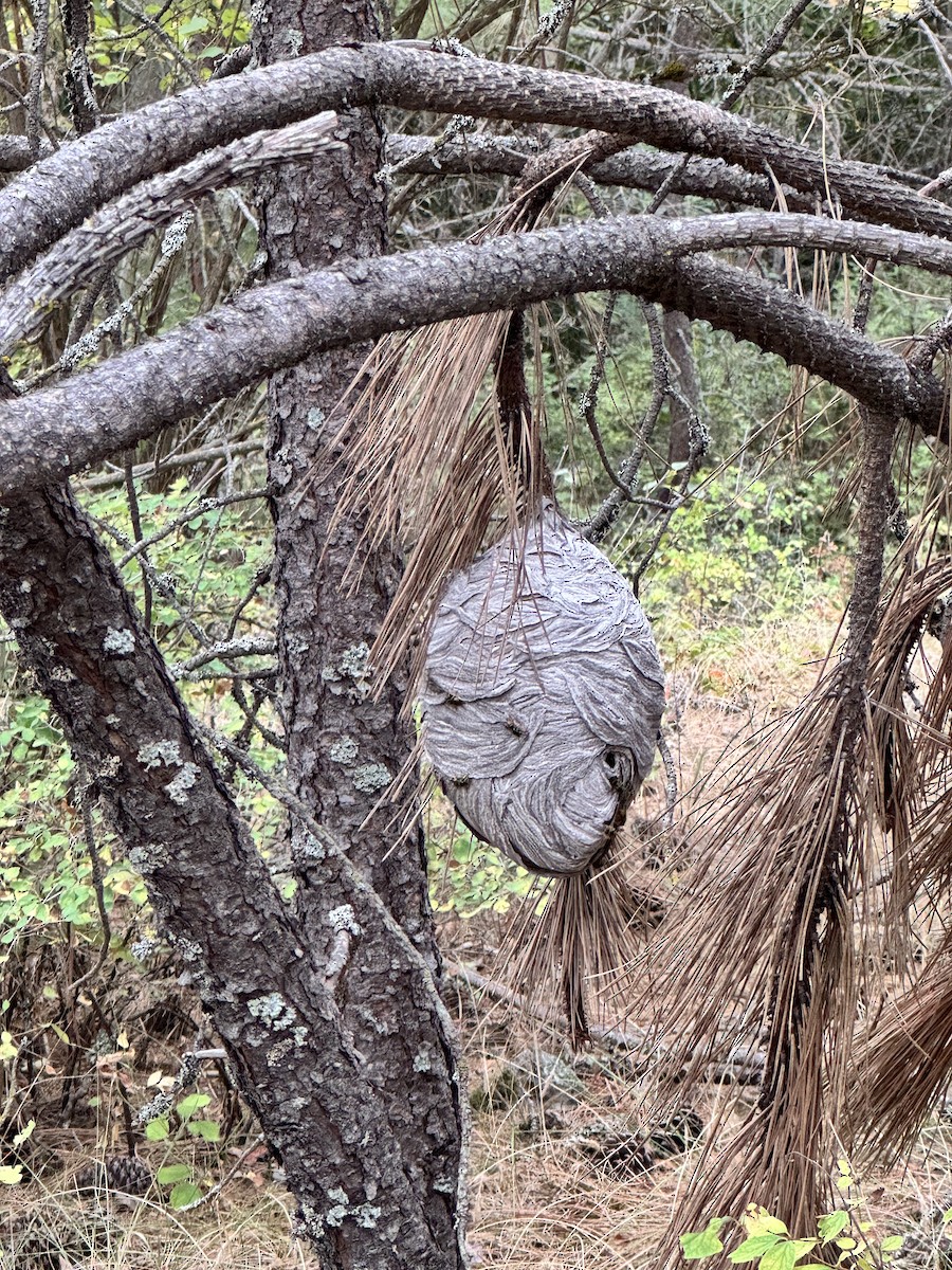 Animals - ML639278656