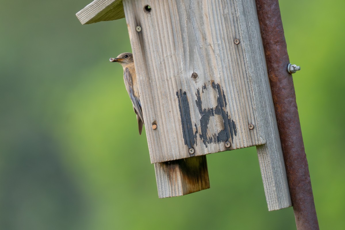 Western Bluebird - ML639278660