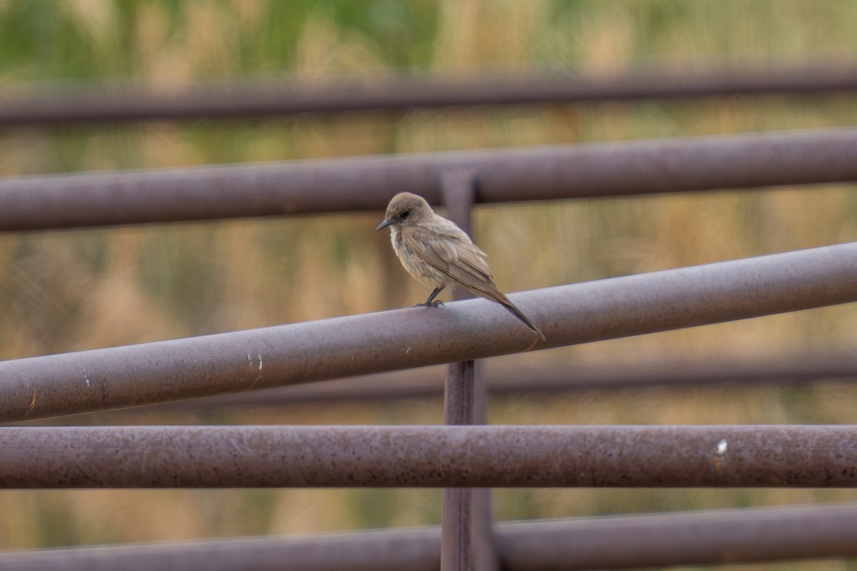 Say's Phoebe - ML639278690