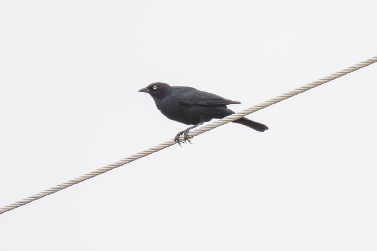 Brewer's Blackbird - ML639278707