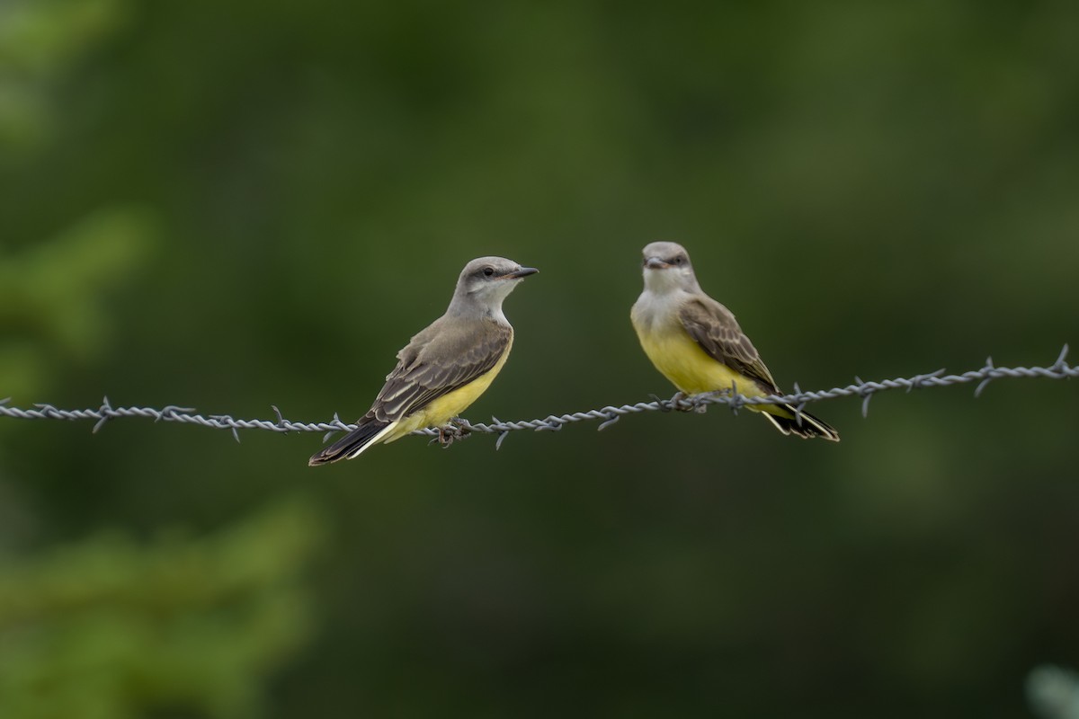 Western Kingbird - ML639278721