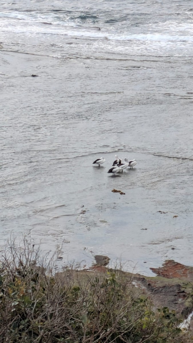 Australian Pelican - ML639278722