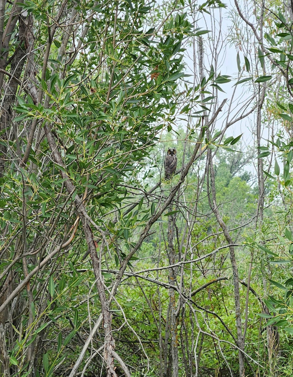 Long-eared Owl - ML639278723