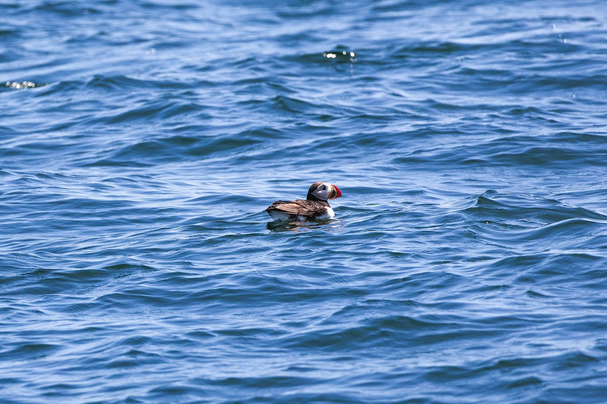 Atlantic Puffin - ML639278836