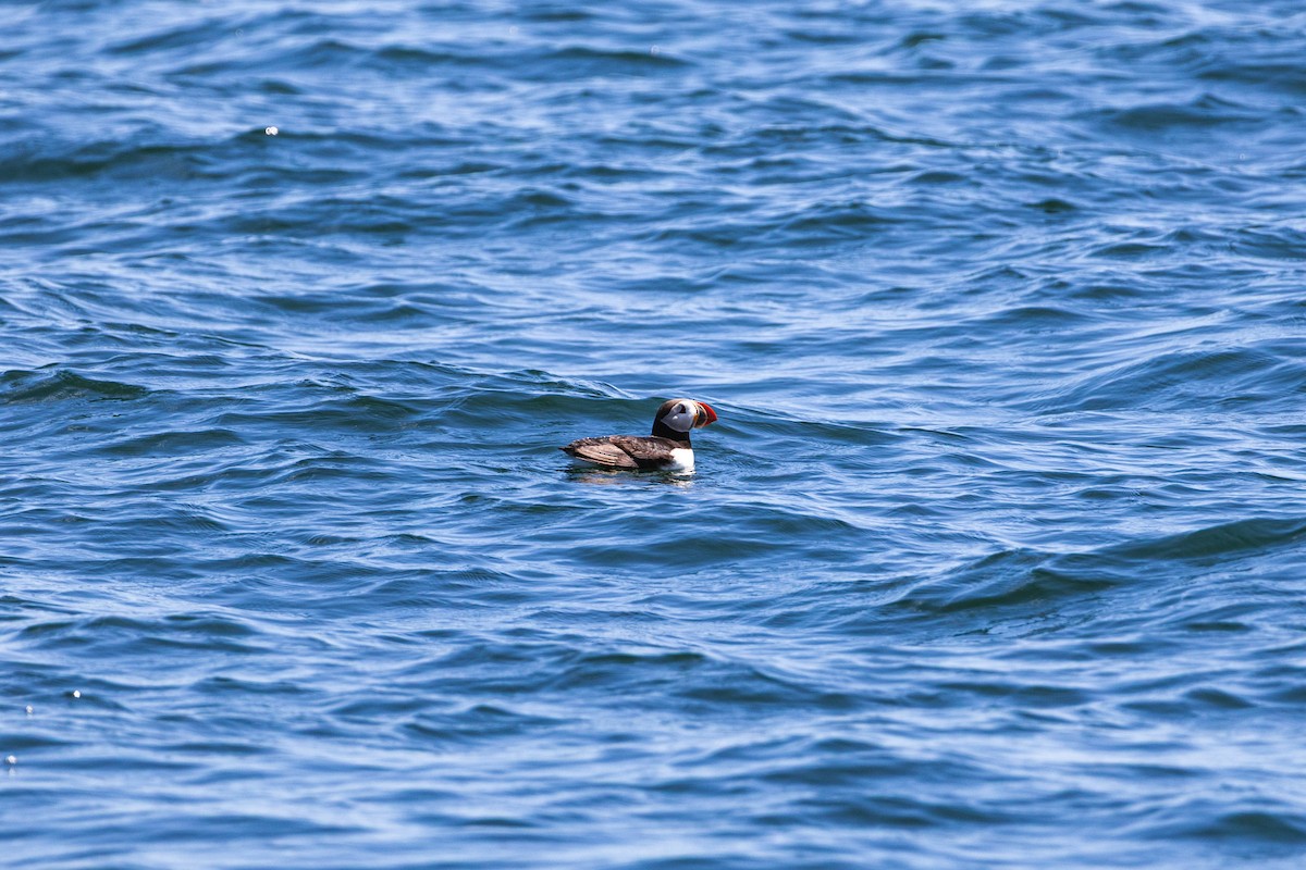 Atlantic Puffin - ML639278837