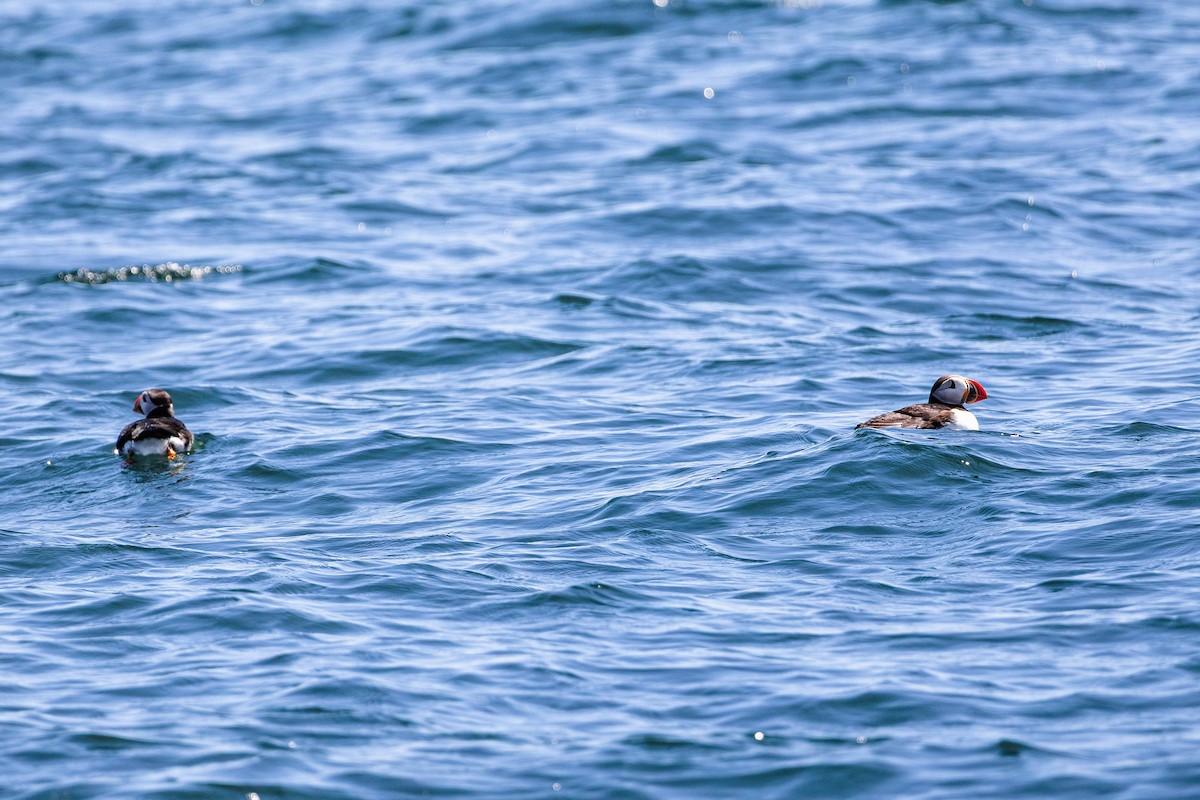 Atlantic Puffin - ML639278838