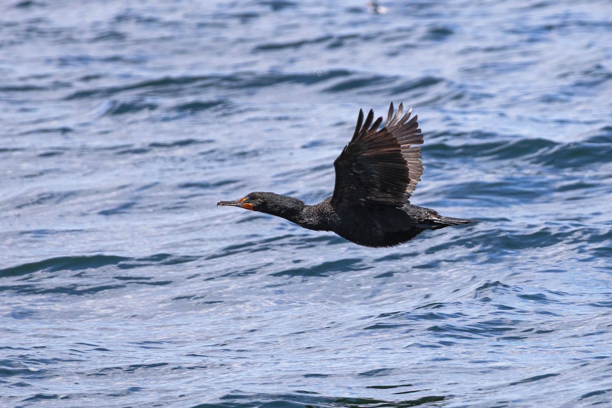 Double-crested Cormorant - ML639278840