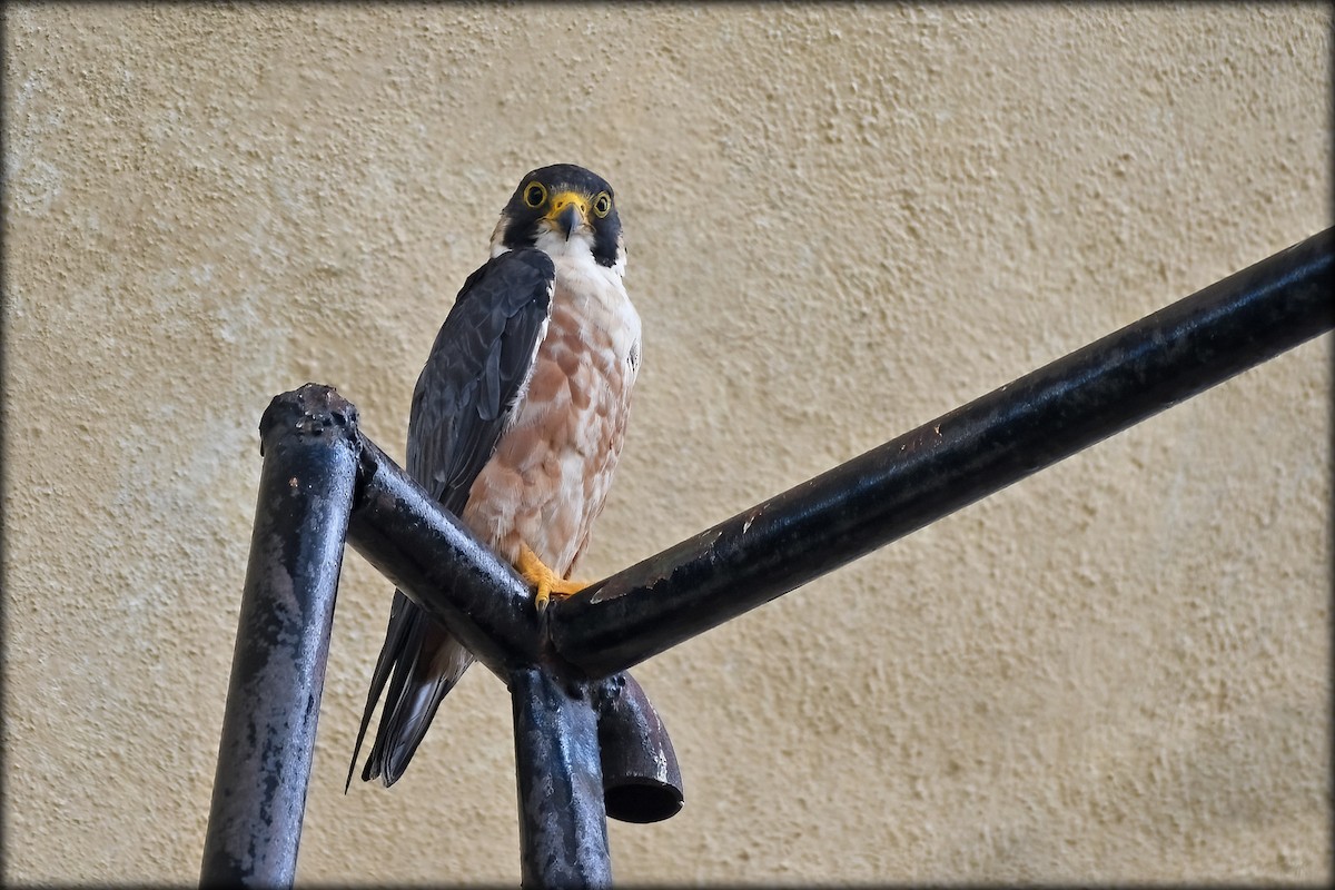 Peregrine Falcon (Shaheen) - ML639278856