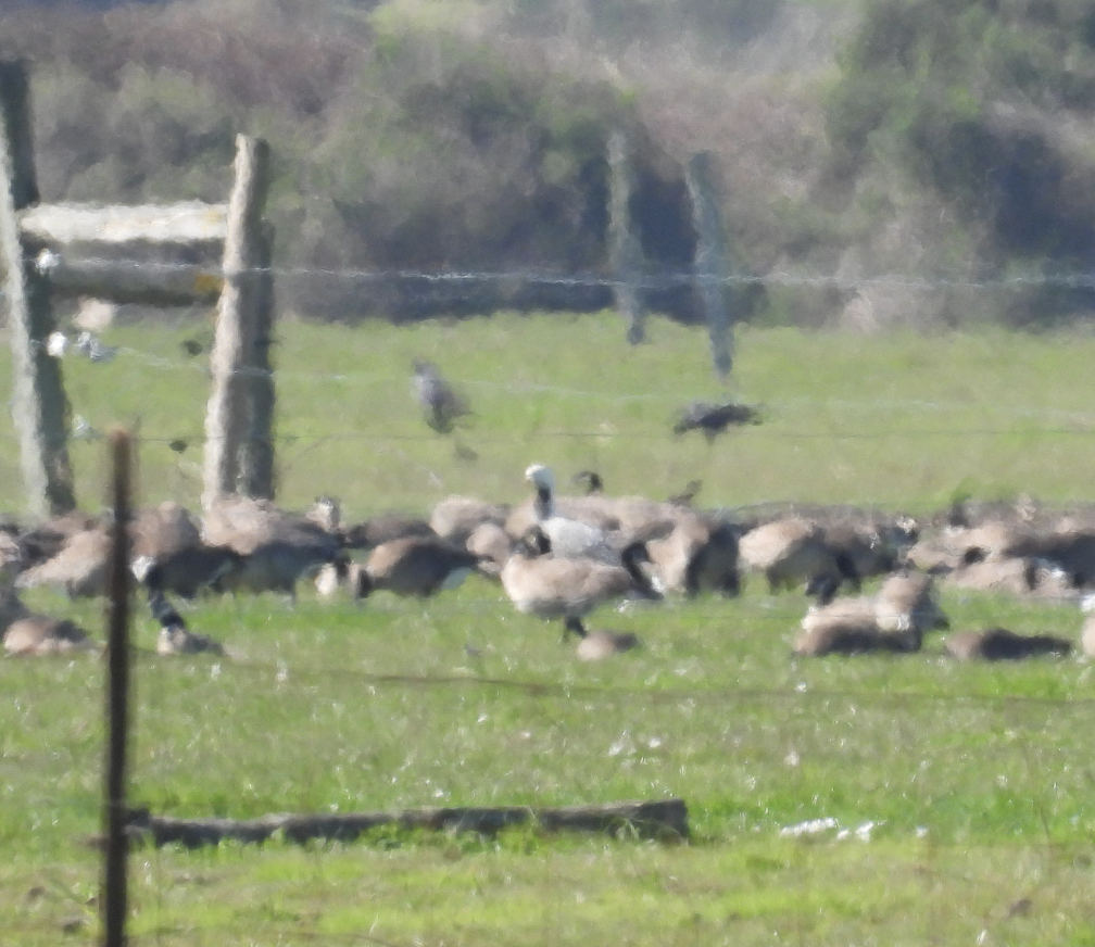 Emperor Goose - ML639278938