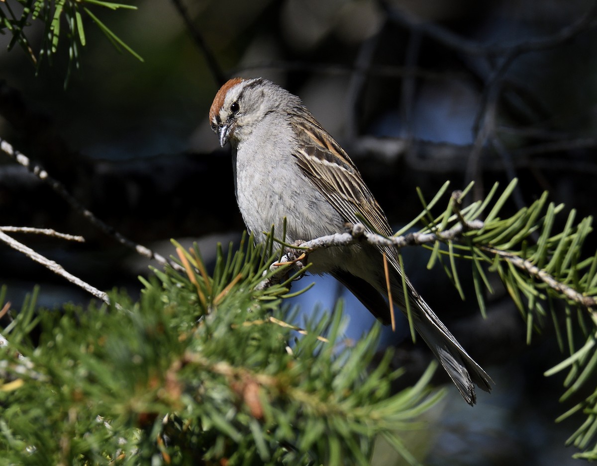 Chipping Sparrow - ML639278943