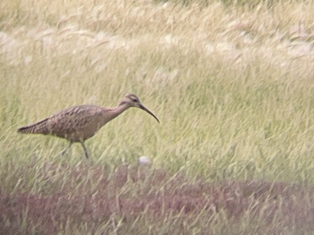 Long-billed Curlew - ML639279034