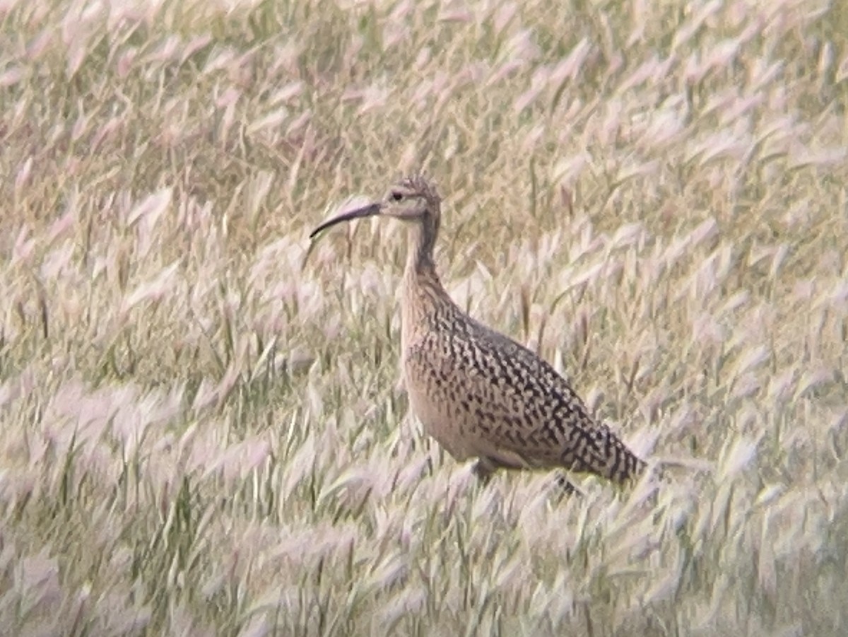 Long-billed Curlew - ML639279035